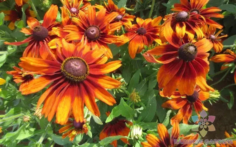 Cappuccino Rudbeckia Seeds - 200+ Pack for Garden Planting - Black-eyed Susan - Rudbeckia hirta - Perennial Seeds