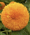 Sunflower Seeds 200+ Count Teddy Bear Helianthus annuus Annual Flower for Garden, Patio & Borders