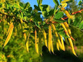 Siberian Peashrub Seeds for Planting – Caragana arborescens – Attractive Bush with Yellow Flowers – Hardy Shrub for Garden & Landscaping