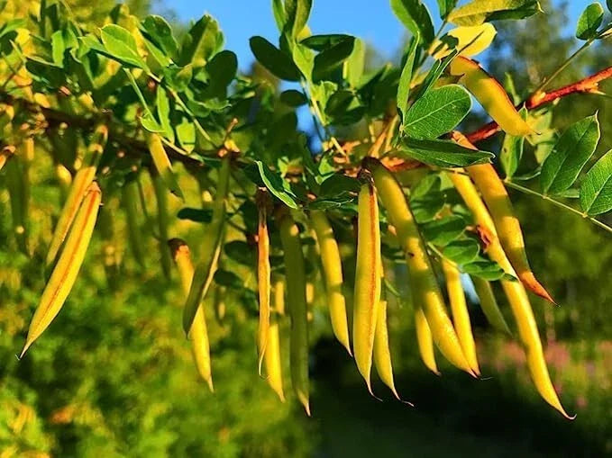 Siberian Peashrub Seeds for Planting – Caragana arborescens – Attractive Bush with Yellow Flowers – Hardy Shrub for Garden & Landscaping