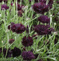 Cornflower Seeds - 400 Non-GMO Black Ball Purple Cut Flowers - Centaurea cyanus, Full Sun, Easy to Grow, Garden & Cut Flower