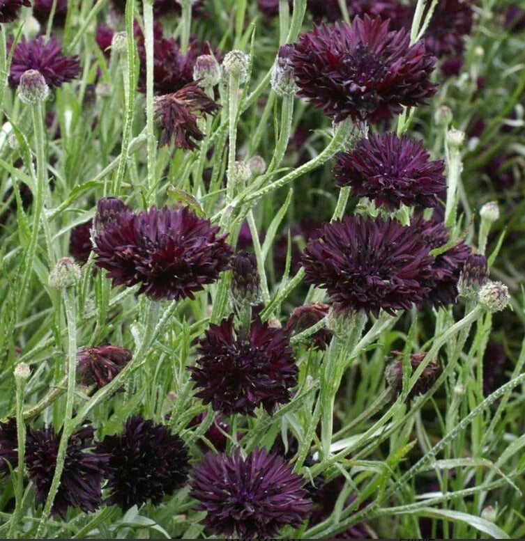 Cornflower Seeds - 400 Non-GMO Black Ball Purple Cut Flowers - Centaurea cyanus, Full Sun, Easy to Grow, Garden & Cut Flower