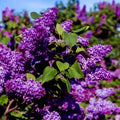 Common Lilac Tree Seeds - 20 Purple Fragrant Flowers - Syringa vulgaris - Hardy Perennial for Garden Landscape