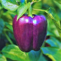 Purple Beauty Bell Pepper Seeds - 100+ Capsicum annuum Violet Bell Peppers for Home Garden & Container Growing