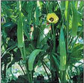 Okra Seeds - Heirloom Clemson Variety, Non-GMO, 100 Seeds for Vegetable Gardens, Abelmoschus esculentus