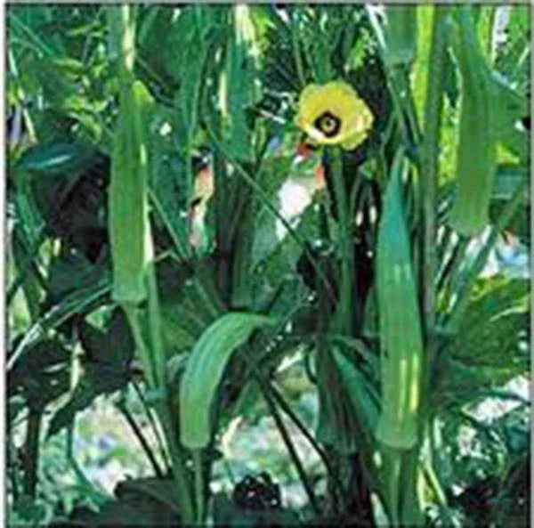 Okra Seeds - Heirloom Clemson Variety, Non-GMO, 100 Seeds for Vegetable Gardens, Abelmoschus esculentus