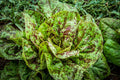 Freckles Romaine Lettuce Seeds – Heirloom Lactuca sativa for Home Gardening, Salad, Indoor & Outdoor Planting