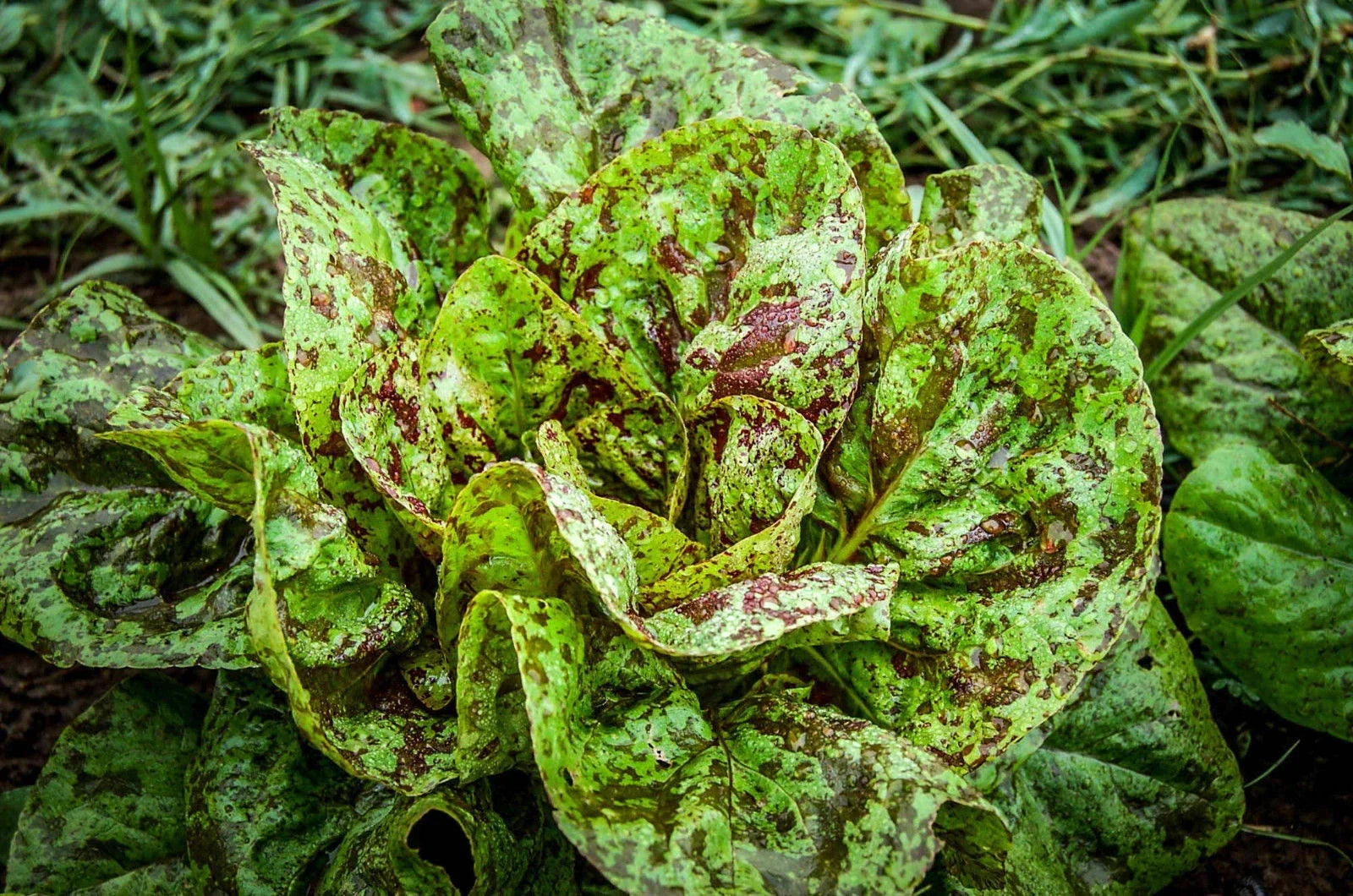 Freckles Romaine Lettuce Seeds – Heirloom Lactuca sativa for Home Gardening, Salad, Indoor & Outdoor Planting
