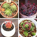 Rare Crassula Seeds Pack - Mixed Varieties for Succulent Gardening - 100 Seeds for Indoor & Outdoor Cultivation