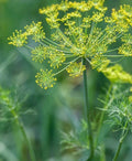 Dill Seeds 2000 Count Non-GMO Anethum graveolens Herb Seeds for Culinary & Garden Use