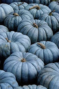 Exotic Blue Pumpkin Seeds Packet | Blue Jarrahdale Variety | Cucurbita maxima | Edible & Ornamental Garden Seeds
