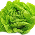 Organic Bibb Lettuce Seeds - Heirloom, Non-GMO, Lactuca sativa, Salad Greens, Compact Growth, 200+ Seeds