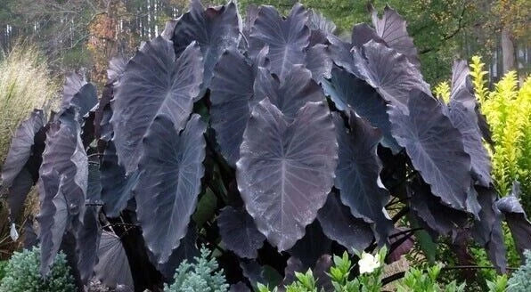 Black Ruffles Elephant Ear Plant - Small Rooted Starter - Colocasia esculenta - Unique Dark Foliage for Indoor & Outdoor Gardens