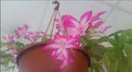 Thanksgiving Christmas Cactus Starter Plant 4" Pink/White Schlumbergera Succulent, Indoor Blooming Plant