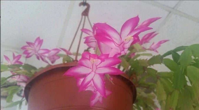 Thanksgiving Christmas Cactus Starter Plant 4" Pink/White Schlumbergera Succulent, Indoor Blooming Plant