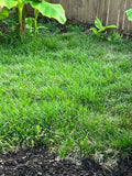 Thick Carpet Mondo Grass Groundcover Plants - 50+ Evergreen Ophiopogon japonicus for Borders & Pathways