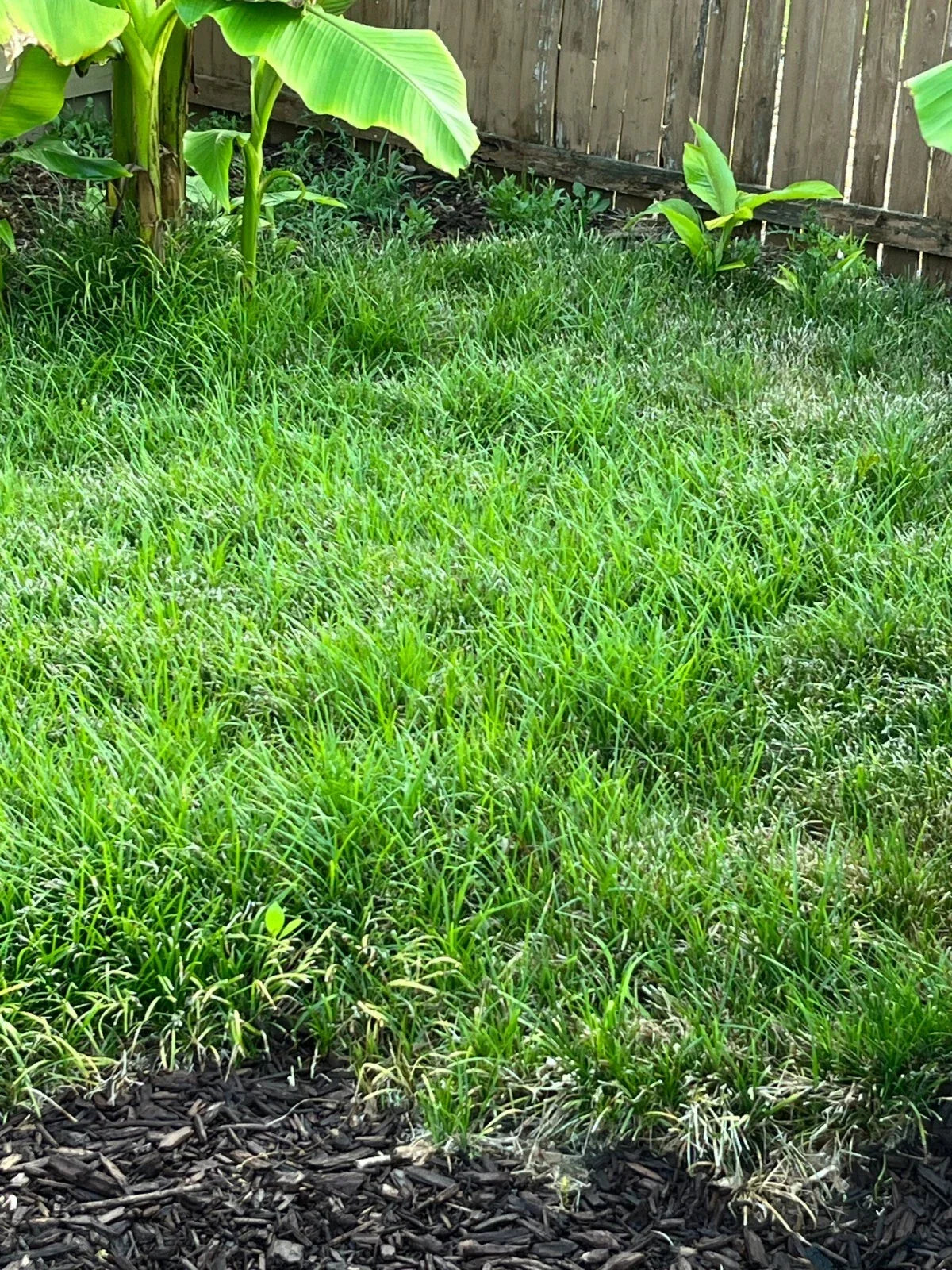 Thick Carpet Mondo Grass Groundcover Plants - 50+ Evergreen Ophiopogon japonicus for Borders & Pathways