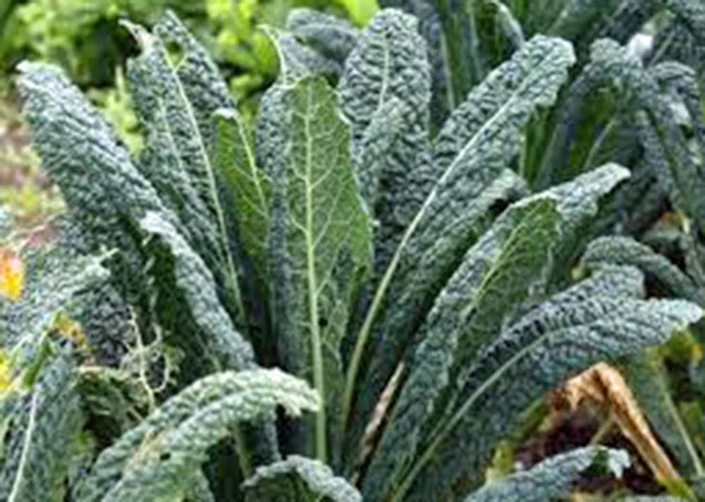 Kale Seeds - Non-GMO Premier Variety, 50+ Seeds, Brassica oleracea, Nutrient-Rich Salad and Cooking Greens