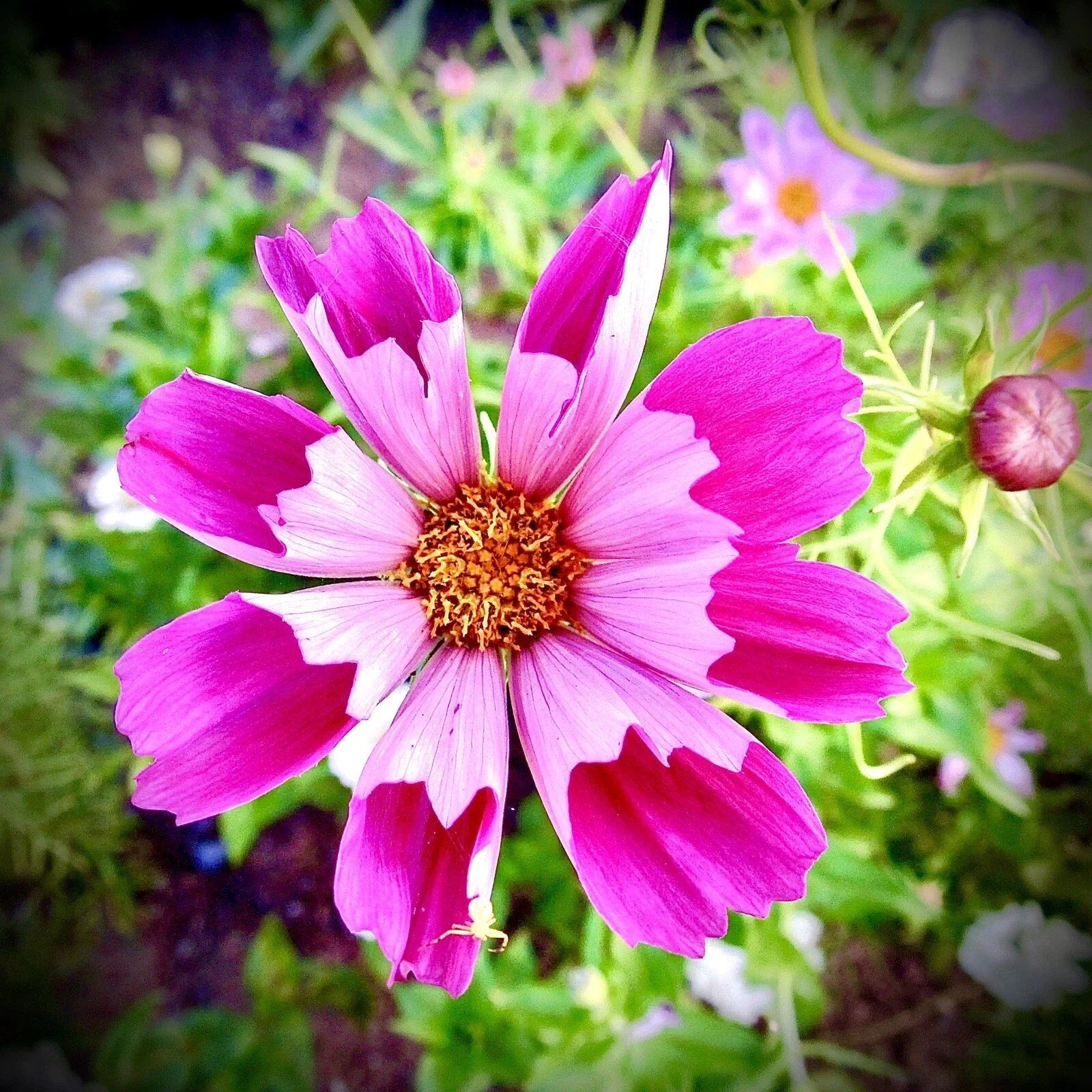 Cosmos Sea Shell Flower Seeds - 100 Non-GMO Cosmos bipinnatus for Garden, Borders & Containers