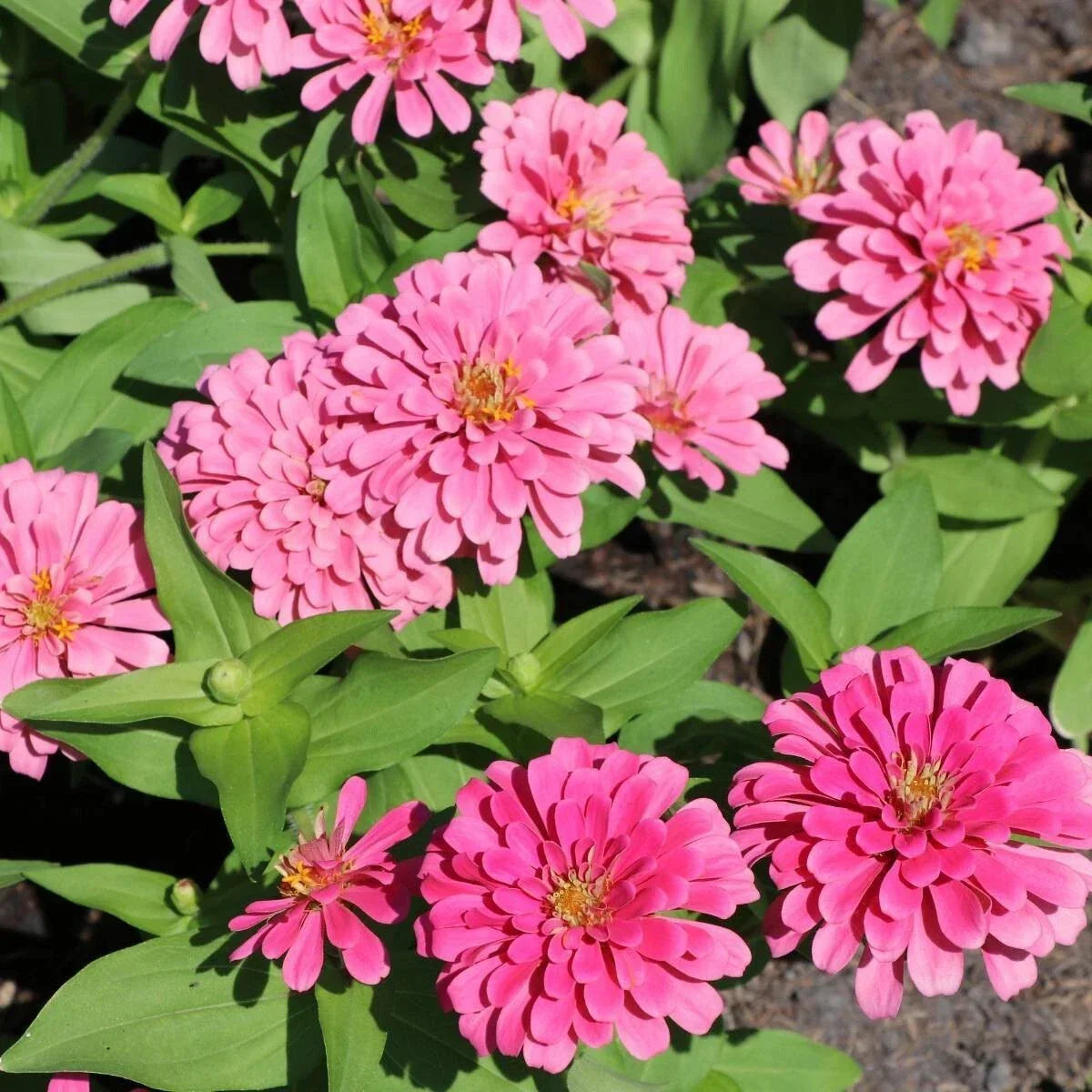 Luminosa Zinnia Seeds - 100+ Pack for Garden Planting - Bright Multi-Color Annual Flowers (Zinnia elegans)