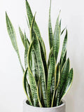 Snake Plant Clippings - Unrooted Sansevieria trifasciata Mother-In-Law's Tongue Propagation Cuttings