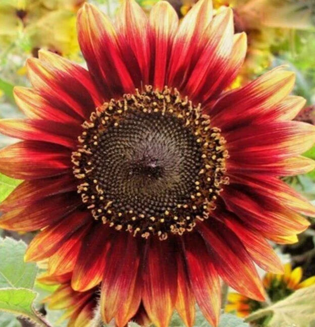Indian Blanket Sunflower Seeds - 30+ Annual Gaillardia pulchella for Bees & Birds, Full Sun, Easy to Grow, Wildflower Garden Seeds