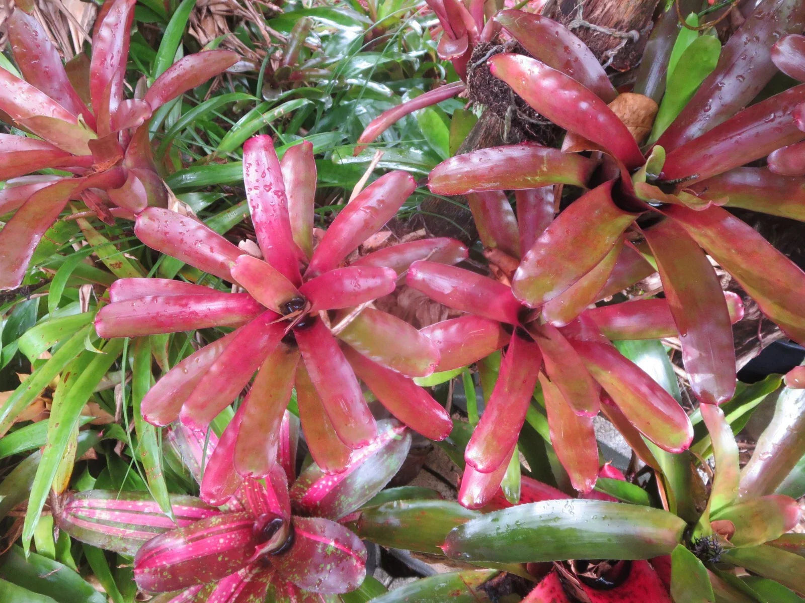 Neoregelia Fireball Bromeliad Set of 3, Colorful Tropical Indoor Outdoor Plants, Neoregelia 'Fireball'