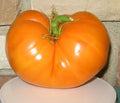 Amana Orange Tomato Seeds – Organic Non-GMO Heirloom Solanum lycopersicum, Juicy Orange Tomato Seeds for Home Garden