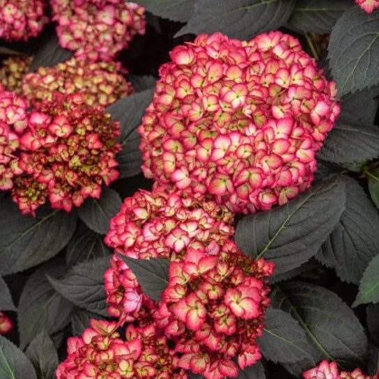 Rare Hydrangea Bundle - 4 Rooted Cuttings with Dark Foliage - Hydrangea macrophylla