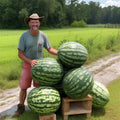 Florida Giant Watermelon Seeds - Heirloom Organic Non-GMO Citrullus lanatus, 12 Pack, Large, Sweet, Vining Fruit Seeds