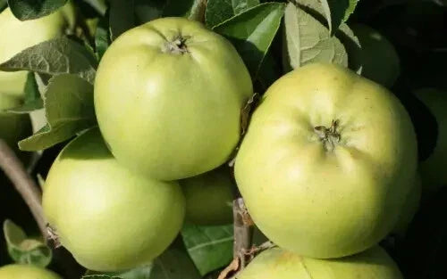 Keswick Codlin Apple Seeds - Malus domestica Heirloom Fruit Tree Seeds for Home Garden, Orchard, Cooking, Eating Fresh