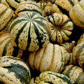 Sweet Dumpling Squash Seeds – Non-GMO Winter Vegetable Seeds for Bountiful Harvest, Cucurbita pepo, 25 Pack