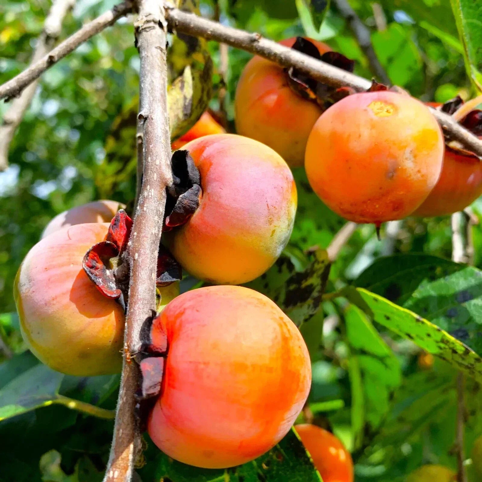 Persimmon Tree Seeds - Sugar Plum Variety - Diospyros Virginiana - Cold Hardy Fruit Plant Seeds for Home Gardening