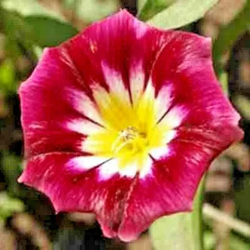 Morning Glory Seeds - Dwarf Vining Mix for Containers & Gardens - Ipomoea purpurea - Hummingbird Attracting Flowers, 25 Seeds