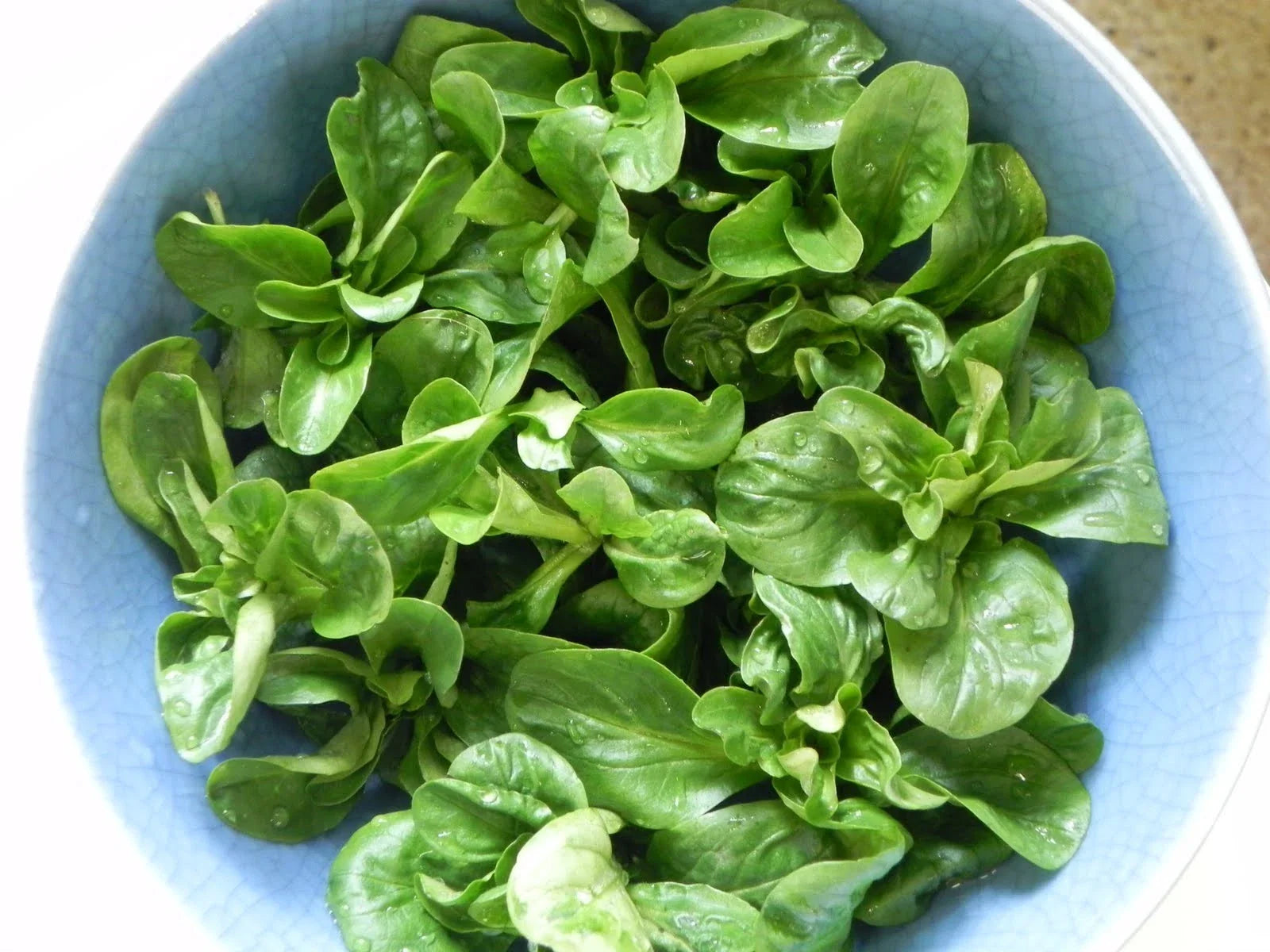 Corn Salad Seeds 100 Count | Nutty Flavor | Overwintering Mache (Valerianella locusta) | Edible Leafy Green