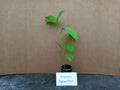 Yellow Passion Fruit Starter Plant - Passiflora edulis Live Climbing Vine with Free Shipping