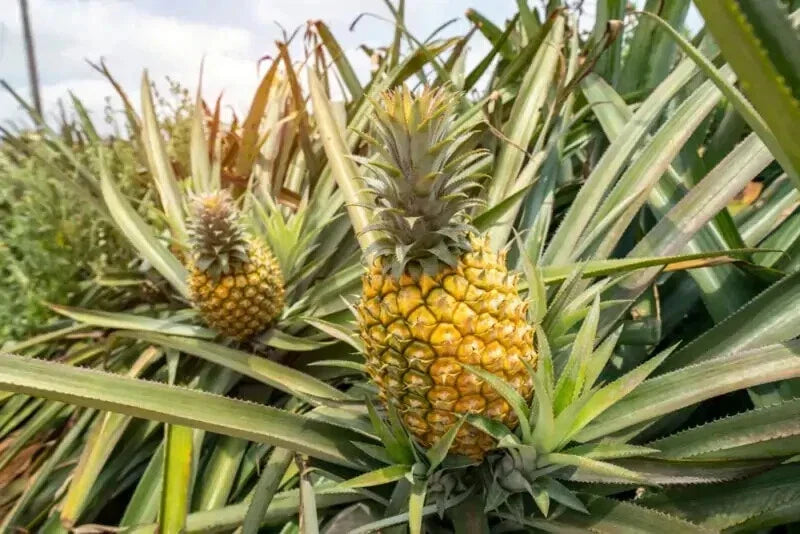 Mauritius Pineapple Seeds - Ananas comosus, 15+ Garden Planting Seeds for Tropical Fruit Cultivation, Free Shipping USA