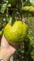 Ponderosa Lemon Cutting for Crafts - Giant Citrus limon Fruit