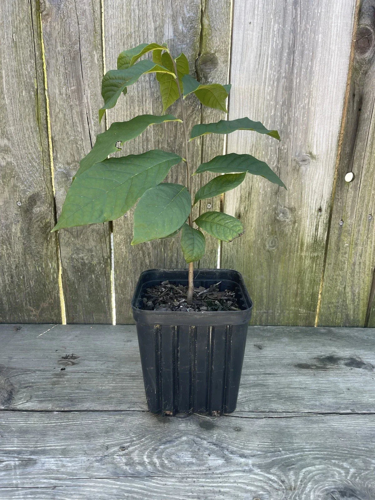 Potted Pawpaw Tree 1 Gallon | Asimina triloba, 12-16" | Native Fruit Tree for Garden & Landscape