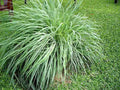 Lemongrass Plant Starter - Rooted Cymbopogon citratus Aromatic Herb for Gardens & Containers