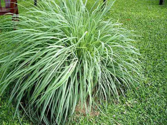 Lemongrass Plant Starter - Rooted Cymbopogon citratus Aromatic Herb for Gardens & Containers