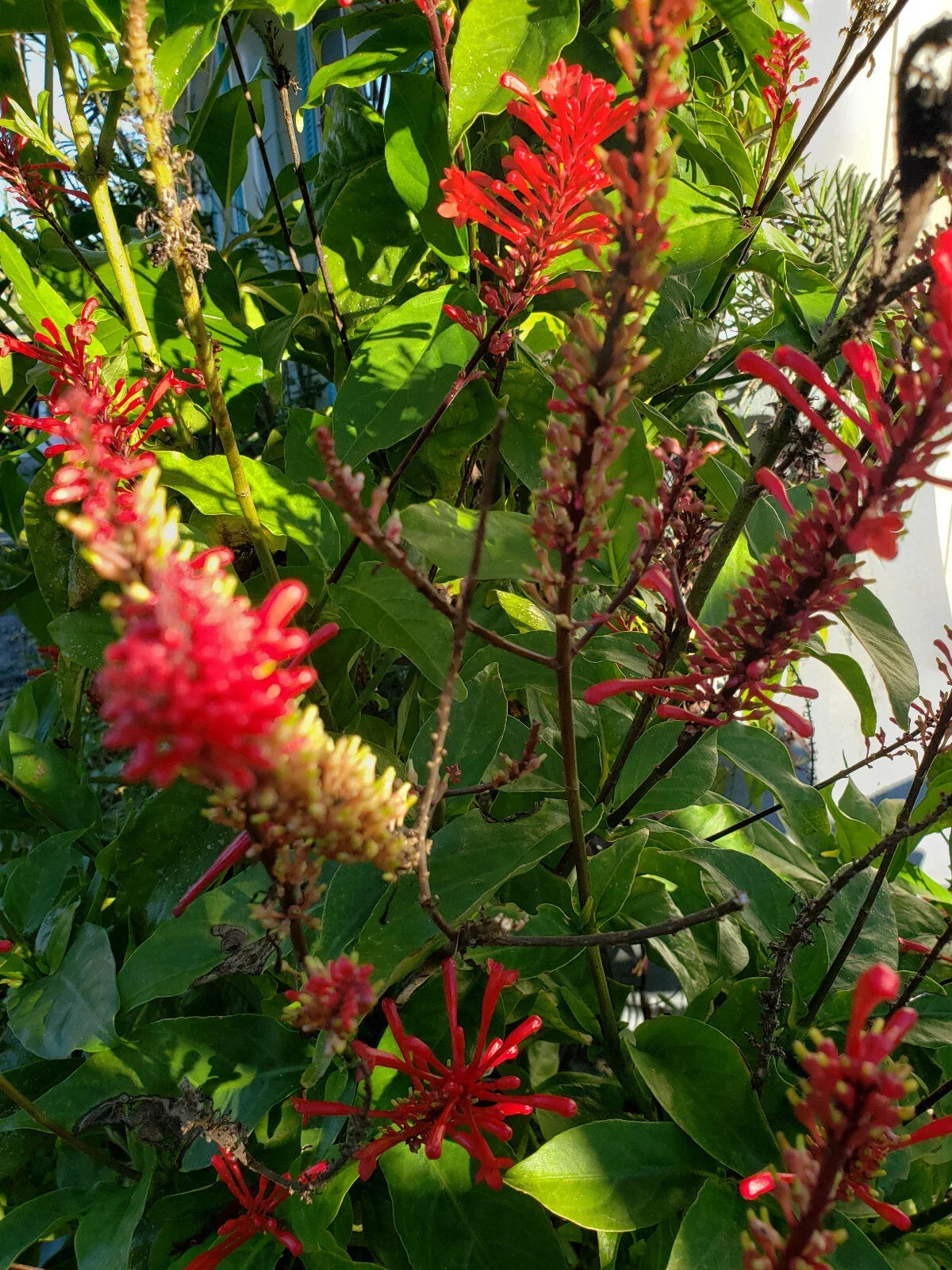 Red Odontonema Cuspidatum Firespike Cuttings - 4x Cardinal’s Guard Plant Propagation, Butterfly & Hummingbird Attracting