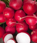 Cherry Belle Radish Seeds - Non-GMO, Fast Germination, Raphanus sativus, 200+ Seeds for Home Garden, Containers & Raised Beds