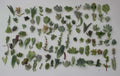 Unique Succulent Cuttings Collection - 30 Varieties by JIIMZ Succulents