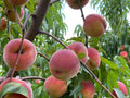Nemaguard Peach Cuttings Lot of 10 | Prunus persica Grafting Ready Fruit Tree Propagation