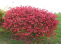 Dwarf Burning Bush Saplings - 3 Bare Root Euonymus alatus Shrubs for Privacy Hedge