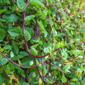 Red Stem Malabar Spinach Seeds, Basella Alba Rubra, Heirloom, Vining, Green Vegetable, Garden Seeds, 2025