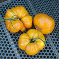 Kentucky Beefsteak Tomato Seeds - Non-GMO Heirloom Solanum lycopersicum, Large Juicy Fruits, Slicing Tomato Seeds, Heirloom, Full Sun, Packet