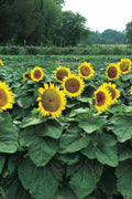 Dwarf Sunspot Sunflower Seeds - 50 Pack, Compact Helianthus annuus, Bright Yellow Blooms, Ideal for Containers & Gardens