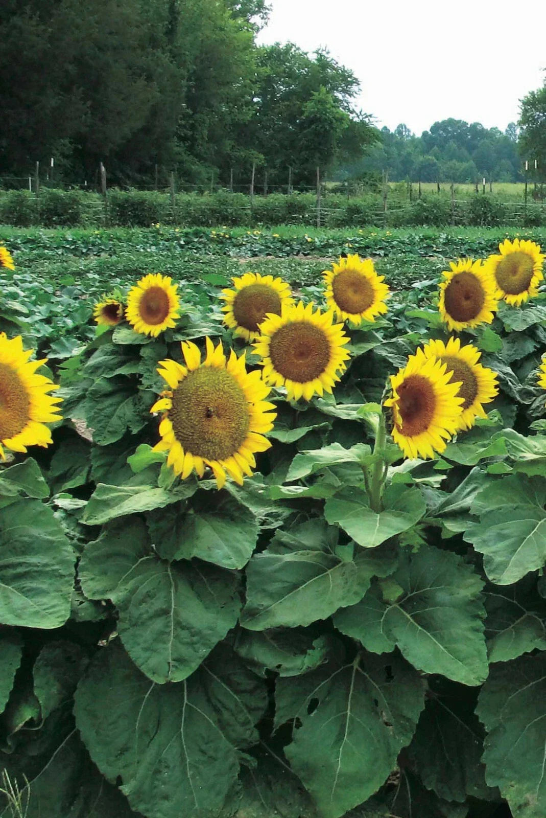 Dwarf Sunspot Sunflower Seeds - 50 Pack, Compact Helianthus annuus, Bright Yellow Blooms, Ideal for Containers & Gardens